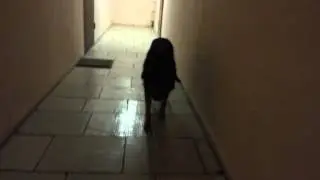 Real life glitch. Dog jams in a corridor.