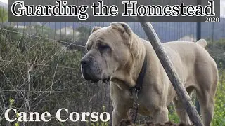2020 - CANE CORSO Guard Dog patrols the homestead - How to teach your dog to guard and protect.