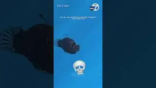 Beneath the Beauty: The Ocean&rsquo;s Deadly Secrets 🌊☠️ | Blue Horizon Phonk Vibes || SEdits