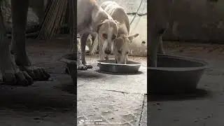 #Animal share with us the privilege of having a soul.#