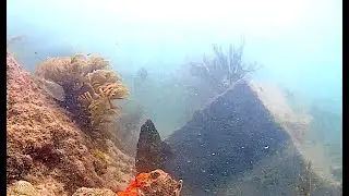 Green Moray Eel, hunting on May 24, 2020
