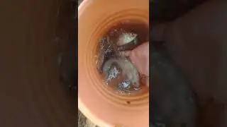 mancing nila