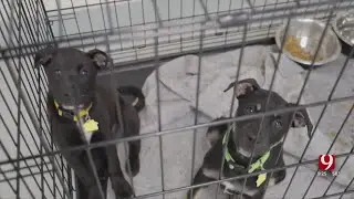 Oklahoma Animal Welfare Waiving Adoption Fees This Weekend
