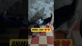 animal lover #like