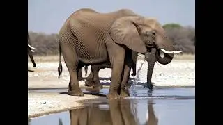 Danger at the Etosha waterholes in Namibia :-)