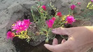 Planting Beautiful Ice Plants in our Homestead