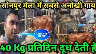 Sonpur Mela Cow Market 2022 || सोनपुर मेला गाय बाजार || Sonpur mela 2022 ||@souravjvlogs