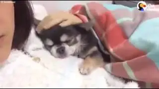 Tiny Dog Won't Sleep Unless He's Curled Up With Mom