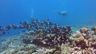 Partie 2 Ⓒ TNTV / MOANA