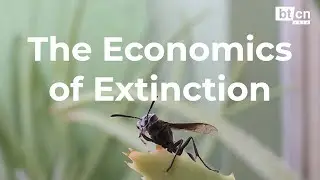The Economics of Extinction: Insects