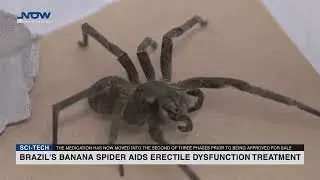 Brazil's banana spider aids erectile dysfunction treatment