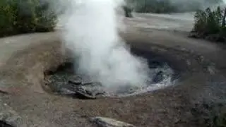 Yellow Funnel Spring