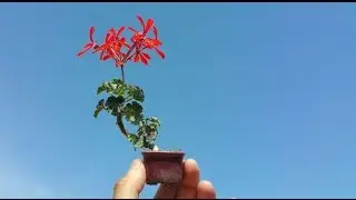 Geranio Micro Bonsai - Shito o Keshitsubo - Kusamono