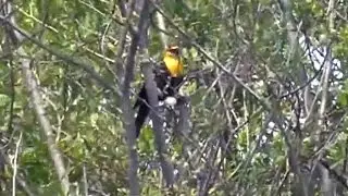 Caught on cam: Extremely rare bird spotted in Saanich, B.C.