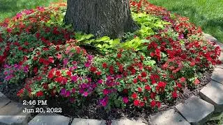 Cheap Wal mart Impatiens Update 2022