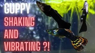 Guppy Fish Care - Why is my Guppy Shaking And Vibrating ? With 5 Quick Solutions