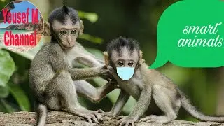 Funny Smart Monkeys ! Video Compilation cute moment of the Animals
