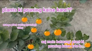 How to prune an orange plant? Let's start pruning. Let's prune an orange plant.