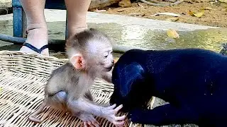 Welcome New Friend !! Lovely Baby Monkey Dody Give A Softy Kiss To Black Puppy