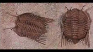 There are no transitional fossils