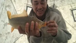700КМ ОТ ДОМА!!! РАЗДАЧА КАРАСЯ!! ПОЙМАЛ КАРПУШУ!!! ОЗ. ПИТНОЕ.