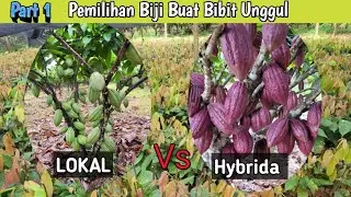 Pembibitan kakao, Memilih biji untuk di semai‼️ Lokal vs Hybrida