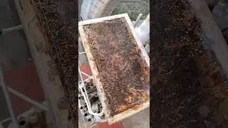 The first stingless bee colony at Sri Thep Farm is ready to be expanded.