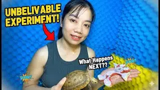 ASMR Mukbang  Feeding a Turtle a Mickey-Shaped Watermelon 🍉🐢 | Cute Animal Moment