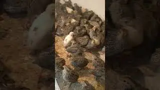 মাত্র ১৪ দিনের ছানা কোয়েল পাখি #birds #adorablechicks #adorablechicks #birdsong #sorts #vlog #ধাঁ