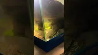 Water change for the turtle tank and added a heater #turtletank #pets #redearedsliderturtle #vibe