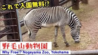 【無料の動物園】こんなに楽しいのに入園無料!?横浜桜木町駅徒歩圏内・野毛山動物園〜ハツカネズミ&モルモット触れ合い体験も〜Free of Charge! Nogeyama Zoo Yokohama