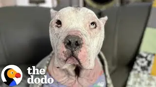 Bald, Pink Pittie Has To Wear Pjs | The Dodo
