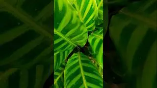 #calathea , marantha ,prayer plant 🪴