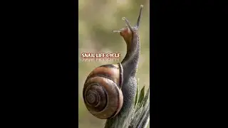 Snail Unique Ability| A2j creatonz