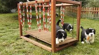 Buhlbino FCI kennel - bearded collie puppies 6 weeks old