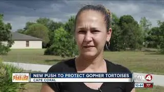 Environmental group pushes to protect gopher tortoises