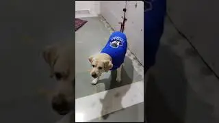 # dog # suit # dress # winter# asking # to remove dress