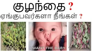 குழந்தை இல்லாமை Infertility sex issues solution I cactus fruit சப்பாத்திக் கள்ளிப்பழம் I arise roby