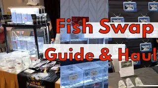 GCCA- fish swap! Cameos by J4 Flowerhorns, Prime Time Aquatics, & Prism Bettas
