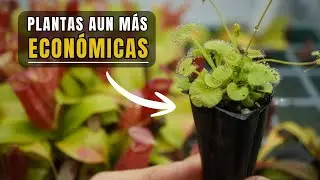 Te presento un nuevo formato de plantas carnívoras