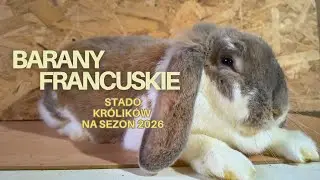 Baran francuski - hodowla #króliki #króliczek #króliczki #zwierzęta #rolnictwo #emigracja #hobby 