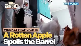 [Weekly Highlights] Why Is My Shiba so Crazy🙄 [Dogs Are Incredible] | KBS WORLD TV 260106