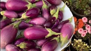 Market lo Dorakani Easy Organic Fertilizer | How to prepare this fertilizer |