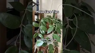 Become a Hoya pro with these plant care tips! 🌱 #hoya #plants #plantcare #shorts