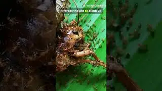 Zombie Ants &ndash; The Fungi That Control Minds! 🧟&zwj;♂️🐜#viral  #viralshorts #science #biology #biology