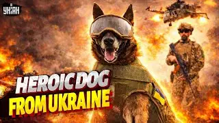 Amazing story! A dog HEROICALLY SAVED its owner and today SERVES Ukraine