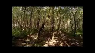 Living The Wildlife (RTE)
