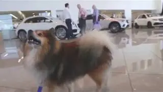 Pet Adoption Event - Fletcher Jones Motorcars