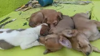 Sleeping group 😪😴#blackyoutuber #petshub #petlover #funnypets #puppylove 