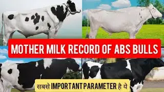 🐄ABS BULLS की माँ का दूध RECORD कितना है?HAMMER, SPIKE, ARMADA, BRUTE, BOLT🐄#mannfarms